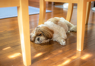 ペット飼育のお部屋(約25㎡)のイメージ