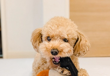 ペットのニオイや汚れにお困りの方のイメージ