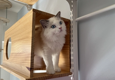 ペット共生マンション（6畳×2部屋）のイメージ