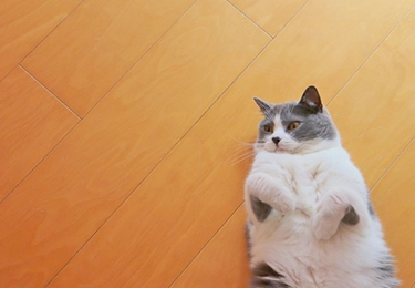 ペットと暮らすマンション（リビング＋廊下 約25㎡）のイメージ