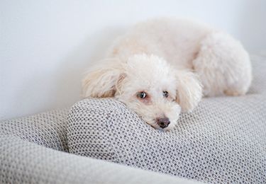 ペットのいるご家庭(布ソファー 2人掛け))のイメージ