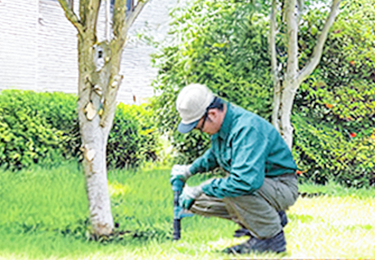 樹木エアレーション作業のイメージ